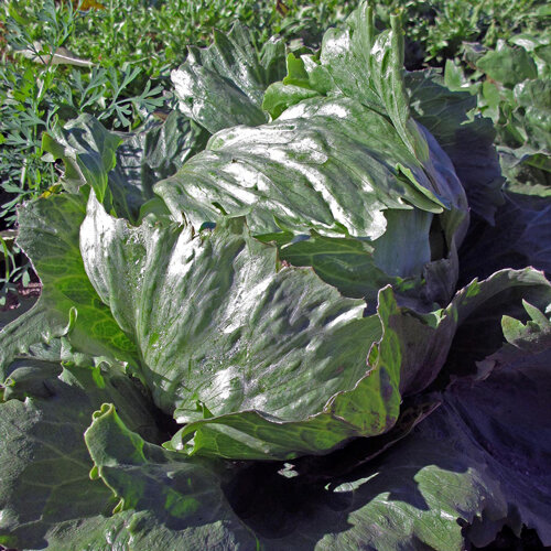 Crisphead lettuce with a large, firm head in the bed