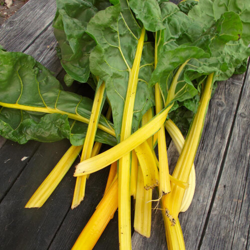 Freshly harvested chard with bright yellow stalks
