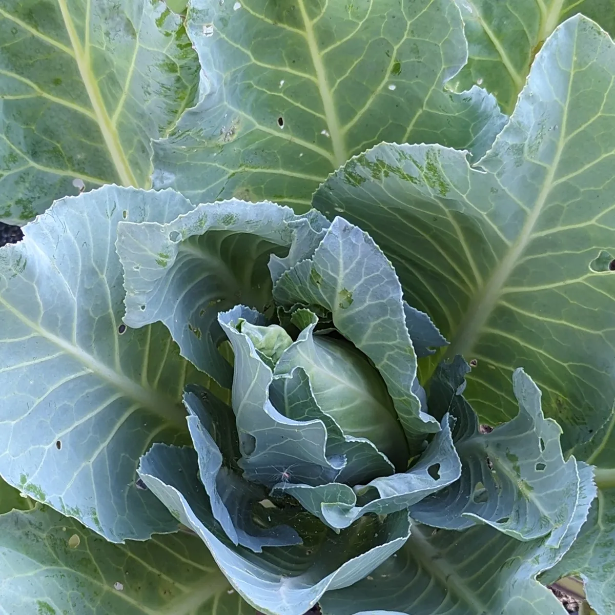 Spitzkohl 'Filderkraut' (Brassica oleracea) Samen