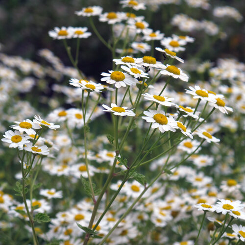 Feverfew (Tanacetum parthenium) with many small white flowers with yellow centres