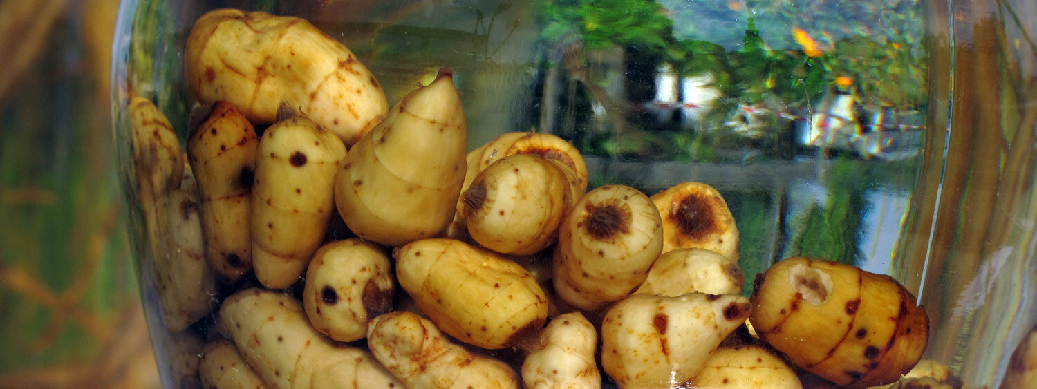 Soaked tiger nuts in a jar