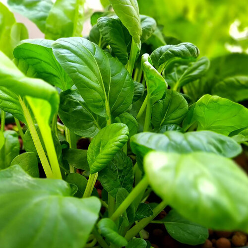 Young pak choi plants with glossy green leaves, grown as Asian greens