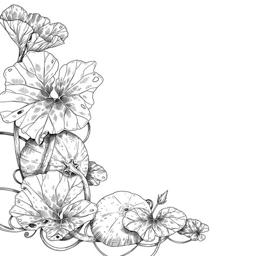 Drawing: pumpkin plant with leaves, tendrils and fruits