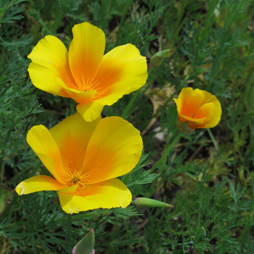 Yellow and orange flowers of California poppy (Eschscholzia californica)