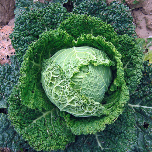 Savoy cabbage 'Bonner Advent' with a firm head and crinkled leaves in the bed