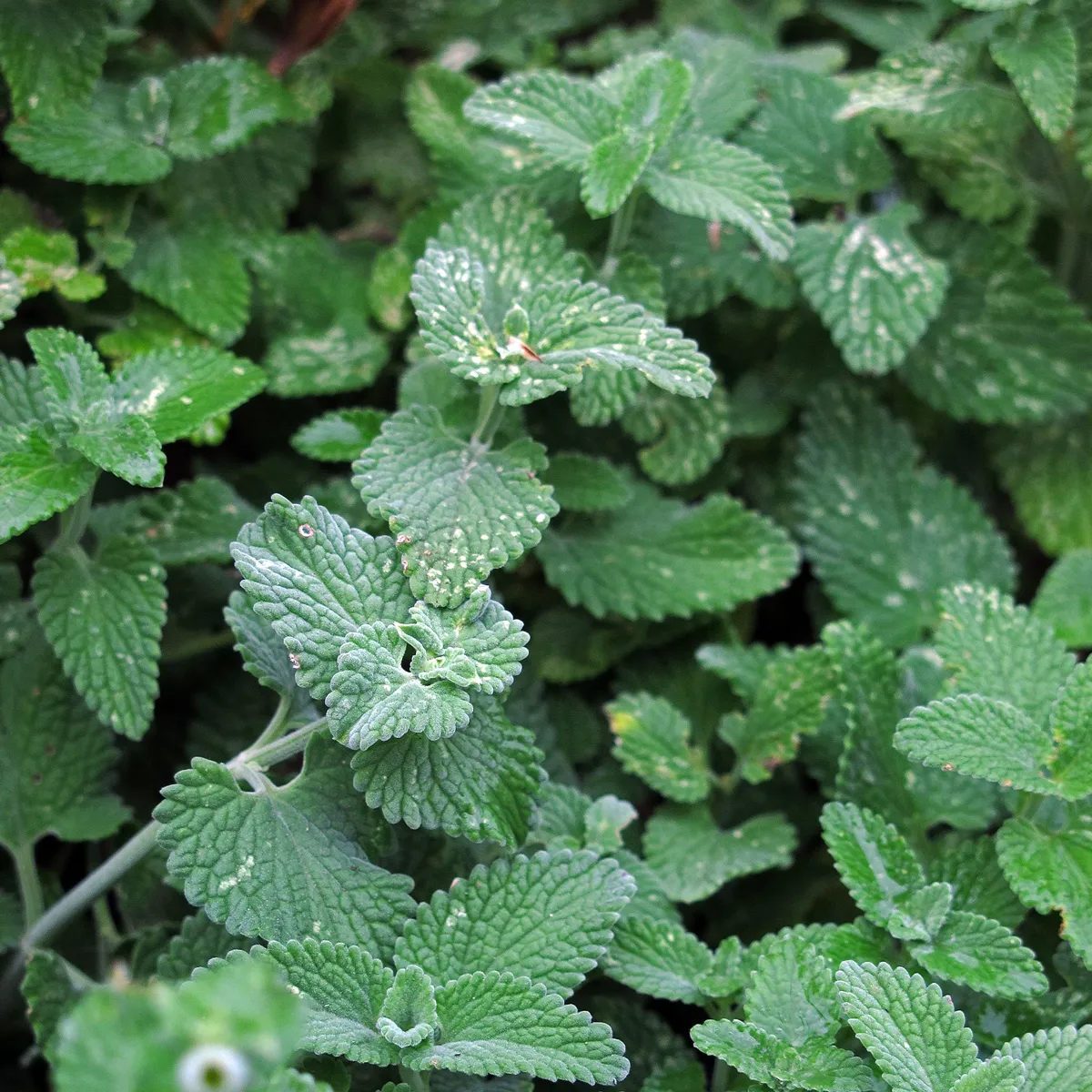 Katzenminze (Nepeta cataria) Bio Saatgut