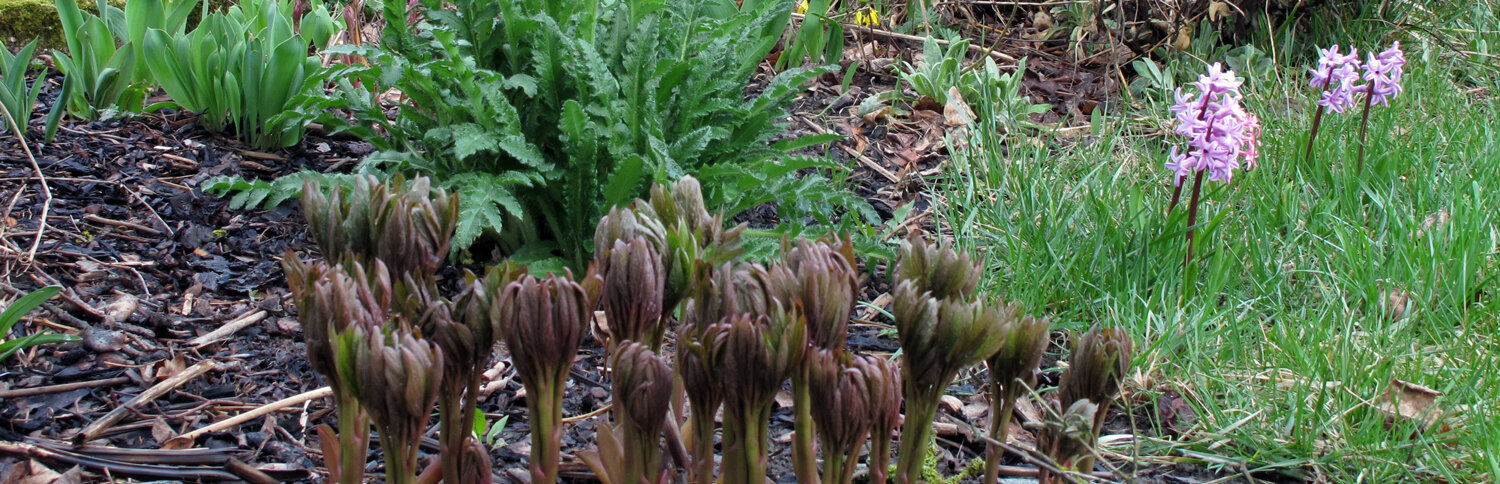 Spring becomes visible in the garden