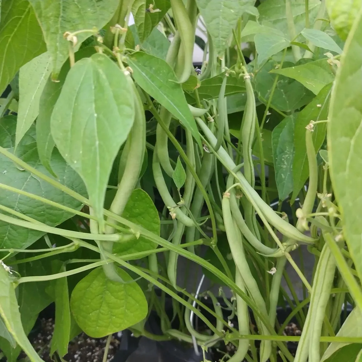 Filetbohne 'Delinel' (Phaseolus vulgaris) Samen