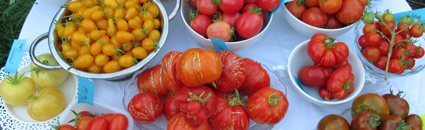 Different tomato varieties in bowls