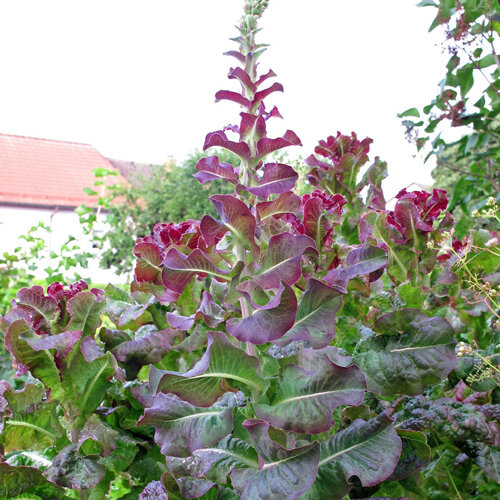 Red loose leaf lettuce bolting with a tall flower stalk