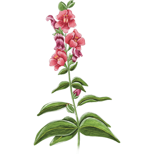 Snapdragons