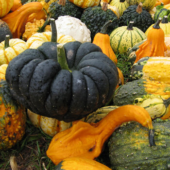 Squashes and ornamental gourds in many shapes and colours