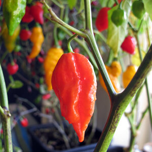 Ripe red pod of the chilli 'Naga Jolokia' on the plant, with red and yellow fruits behind