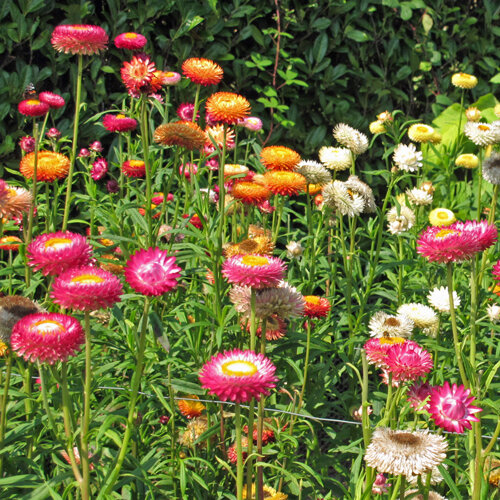 Strawflower (Xerochrysum bracteatum) in pink, orange, yellow and white in a bed