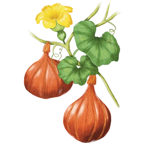 Pumpkins