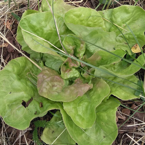 Butterhead lettuce with soft, light green leaves in the bed