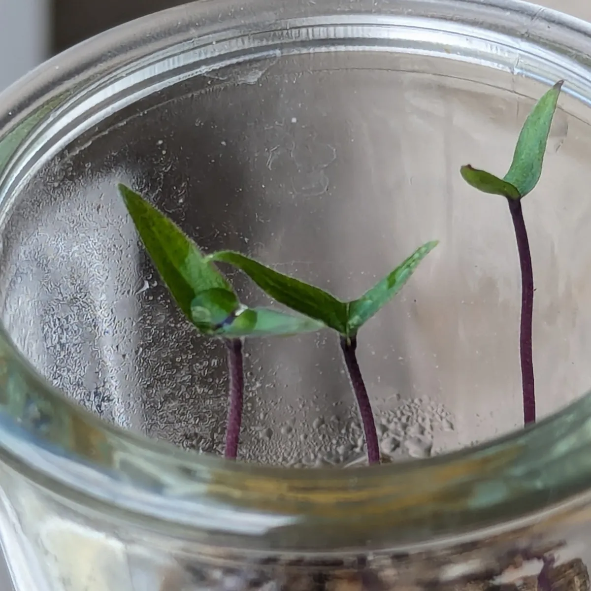 Violette Chili 'Pimenta Da Neyde' (Capsicum chinense x annuum) Samen
