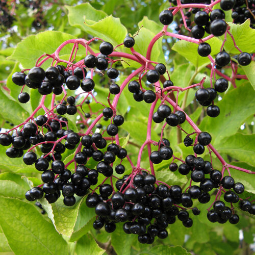 Ripe black elderberries on red stalks in early autumn