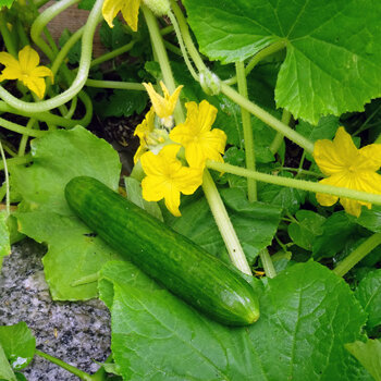 Green cucumber on the plant with yellow flowers