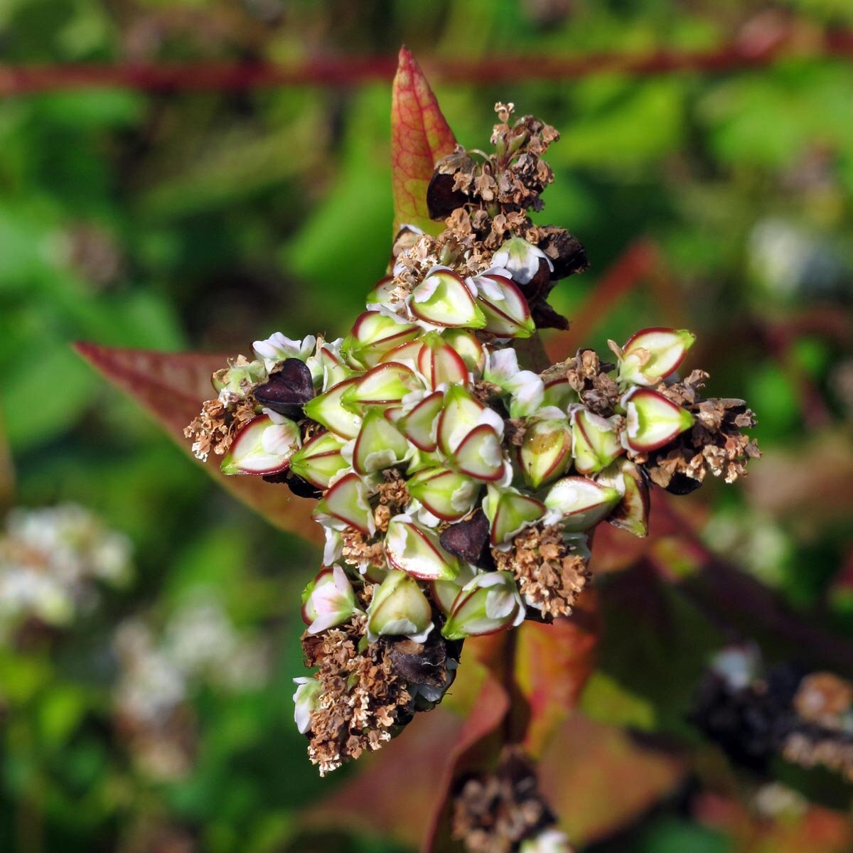 Ripening seed head of Common Buckwheat (Fagopyrum esculentum)