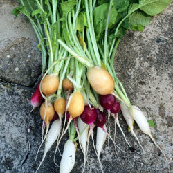 Freshly harvested colourful radishes in yellow, red and white with their leaves