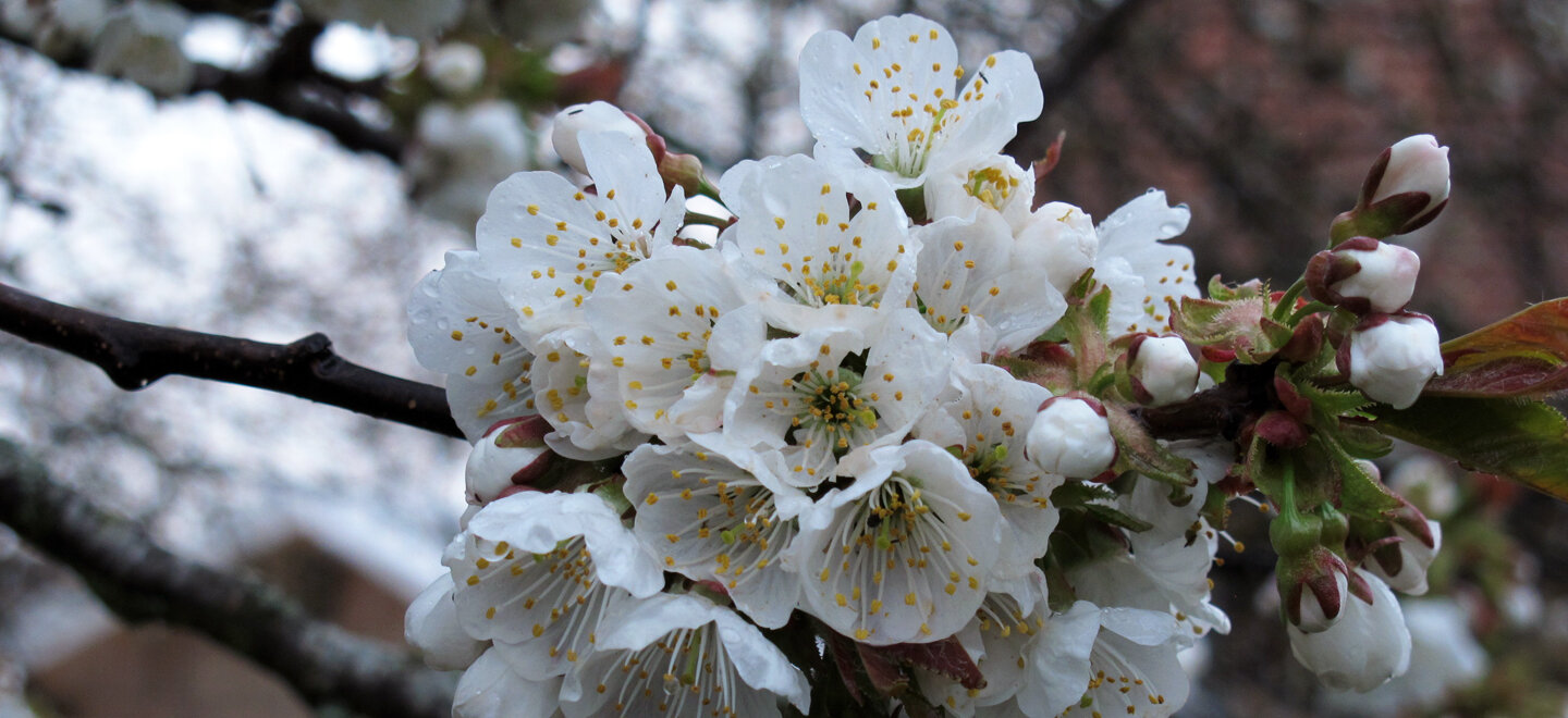 Cherry blossoms