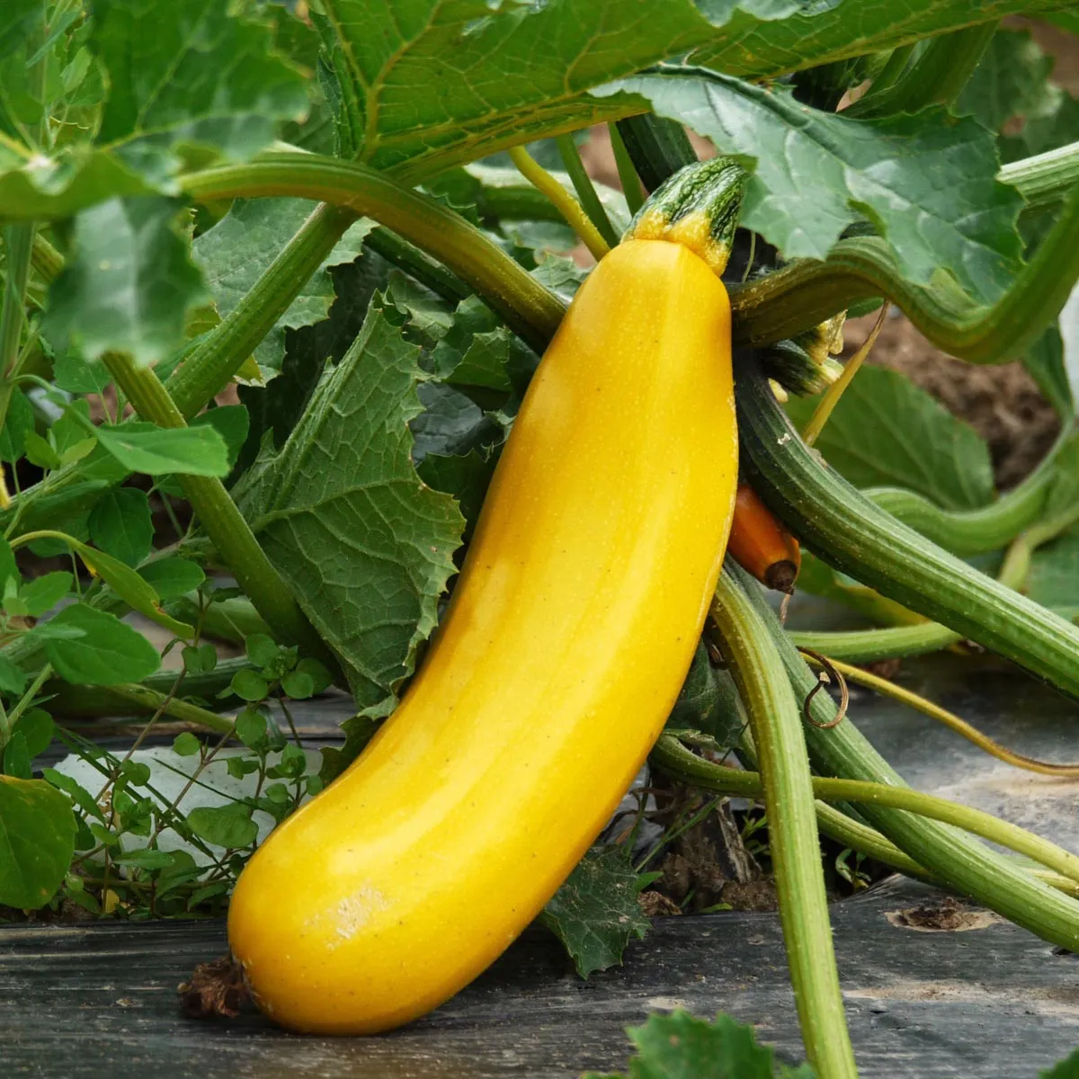 Gelbe Zucchini 'Goldena' (Cucurbita pepo) Samen