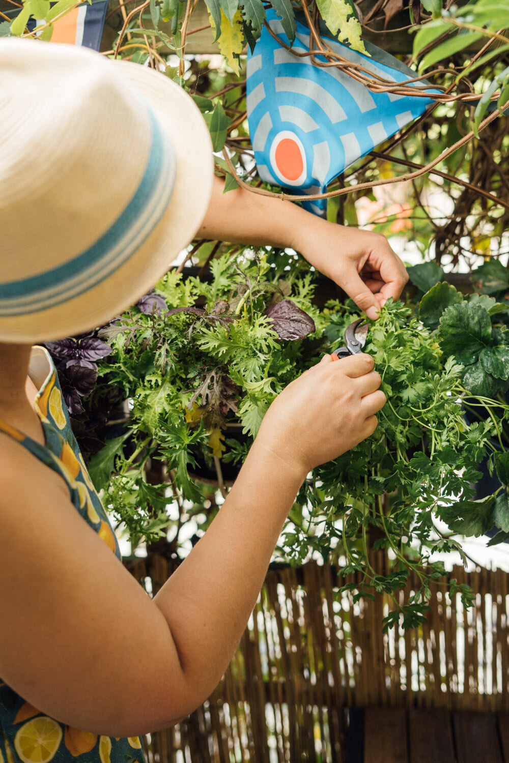 Woman cutting salad leaves and herbs from a hanging planter on a balcony with scissors