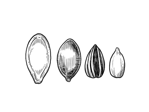 Drawing: four different seeds, including a pumpkin seed and a sunflower seed