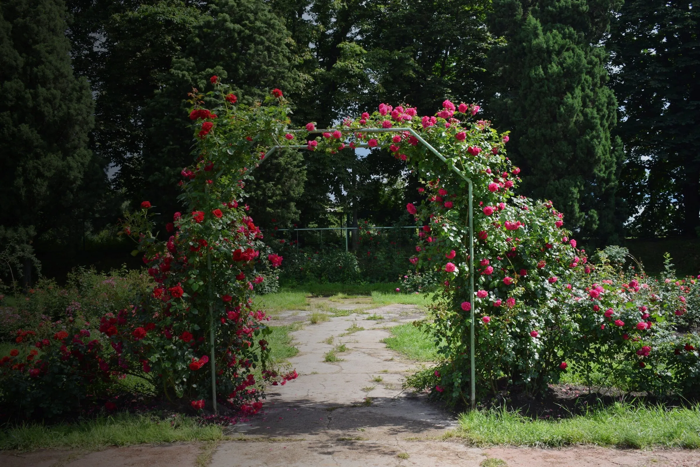 Gartenweg unter einem blühenden Rosenbogen