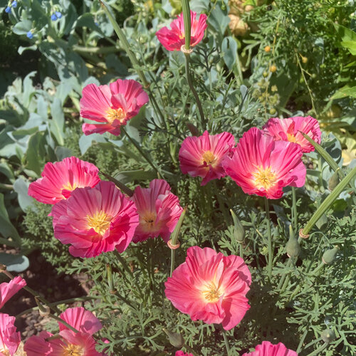 California poppy (Eschscholzia californica) with pink flowers and yellow centres