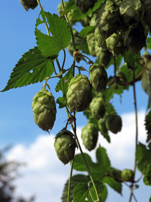 Hop bine with green cones against a blue sky