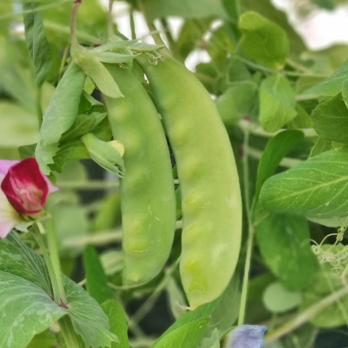 Winterzuckererbse 'Frieda Welten' (Pisum sativum) Bio Saatgut