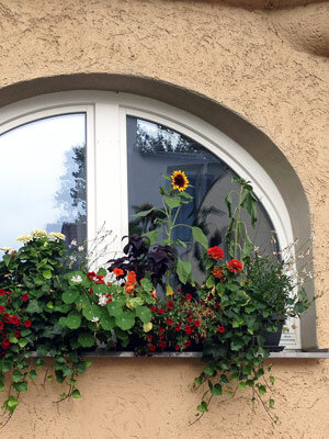 Planted window box with a sunflower, red flowers and trailing plants in front of an arched window