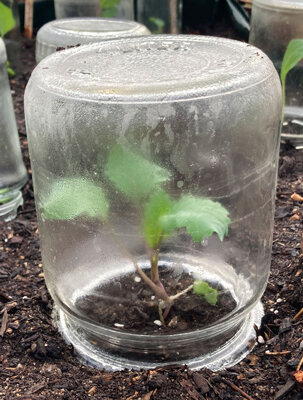 Upturned preserving jar as a mini greenhouse over a young plant in the bed