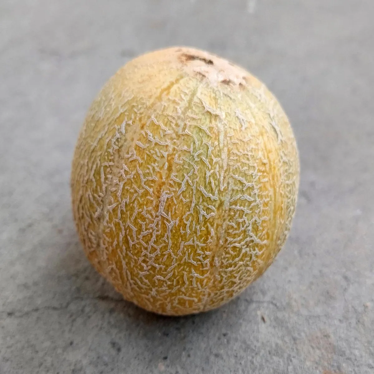 Melone 'Blenheim Orange' (Cucumis melo) Samen