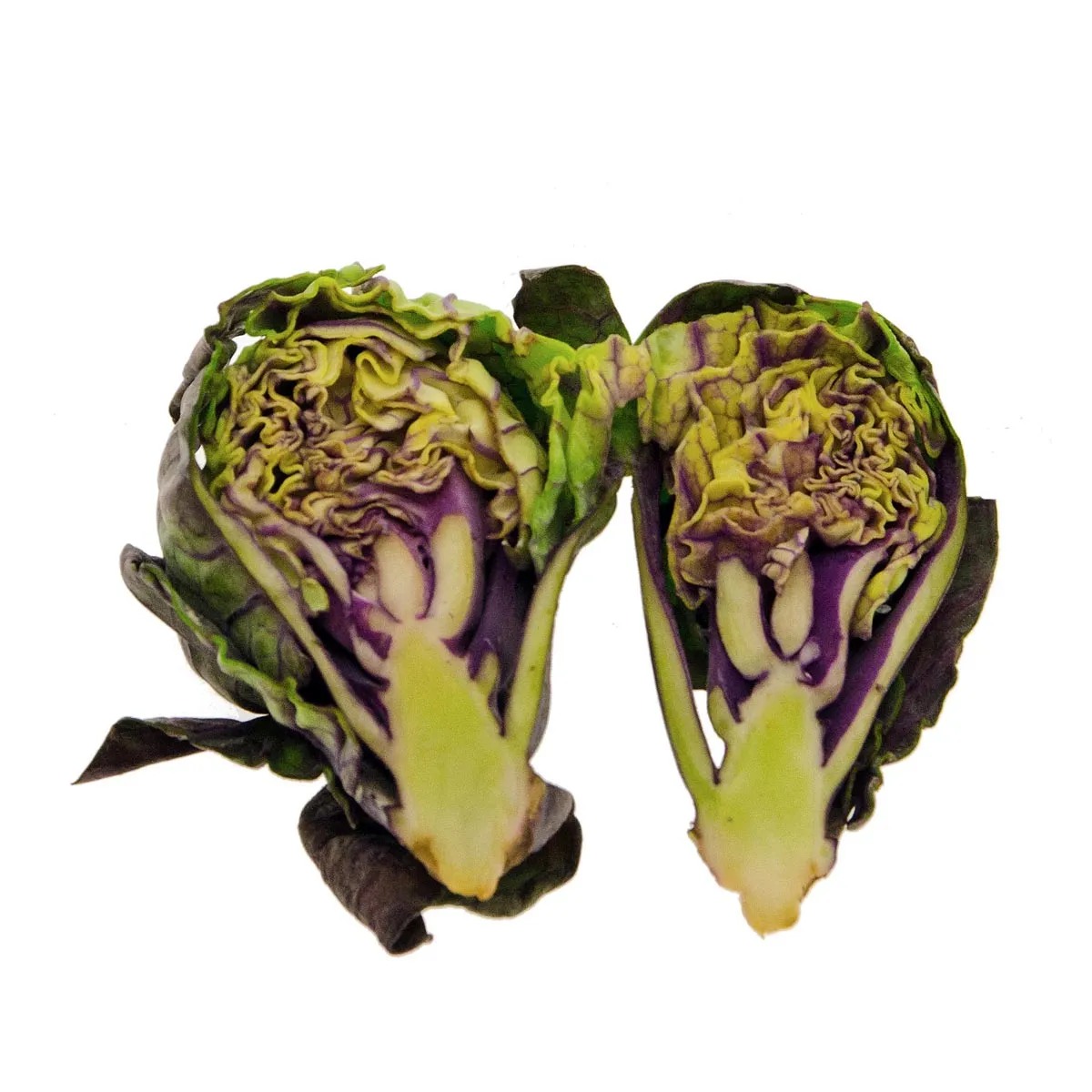 Violetter Rosenkohl 'Red Ball' (Brassica oleracea var.gemmifera) Samen