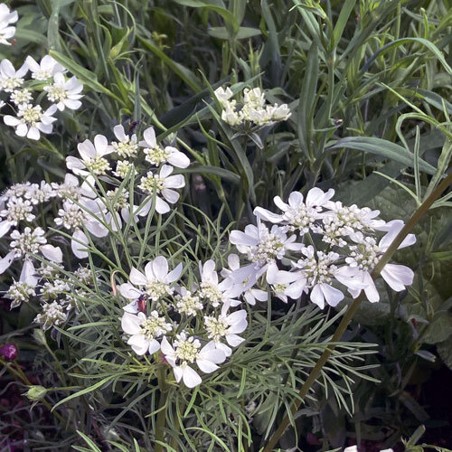 White laceflower (Orlaya grandiflora) with white umbels