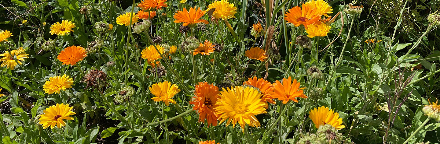 Pot marigolds