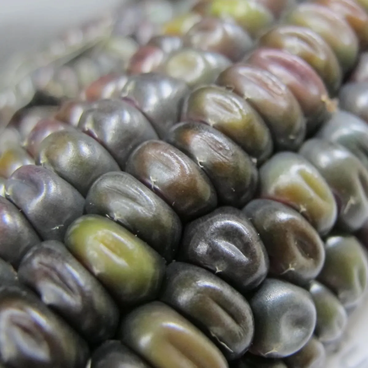Mais 'Oaxacan Green' (Zea mays) Samen