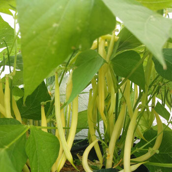 Yellow bush bean 'Dior' (Phaseolus vulgaris) with ripe yellow pods on the plant