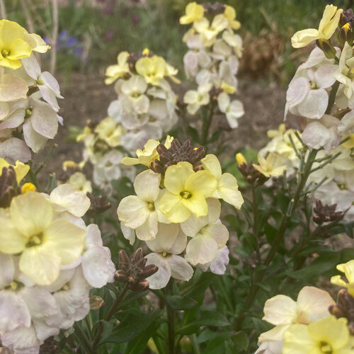 Pale yellow to creamy white flowers of wallflower (Erysimum cheiri)