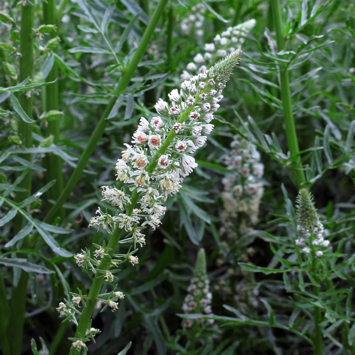 Weiße Reseda (Reseda alba) Samen
