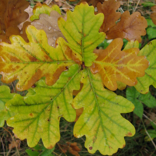 Oak leaves turning green, yellow and brown in autumn