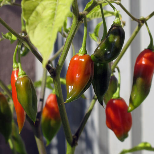 Green and red chillies ripening on the plant