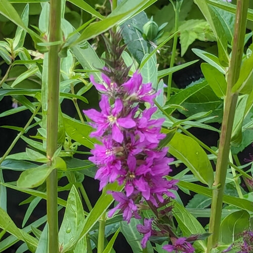 Purple loosestrife (Lythrum salicaria) with a purple flower spike