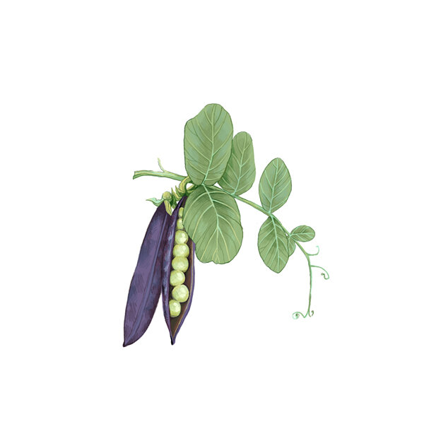 Illustration: purple-podded pea with violet pods, one opened to show green peas