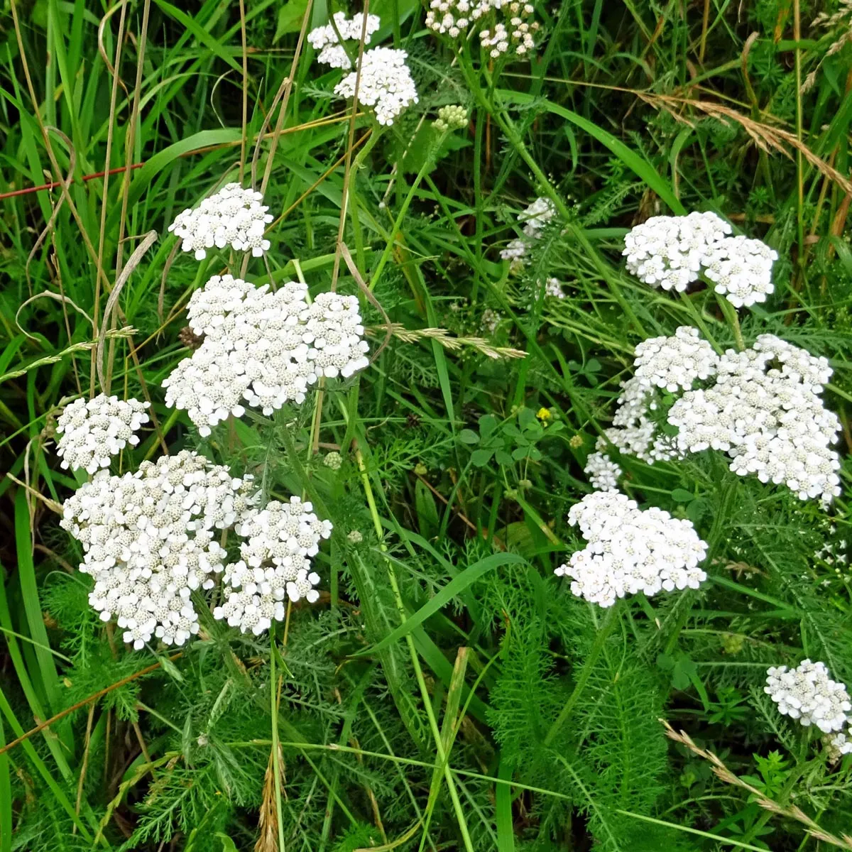 Schafgarbe (Achillea millefolium) Samen
