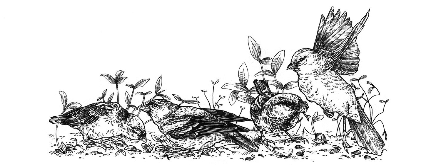 Illustration of birds eating freshly sown seeds