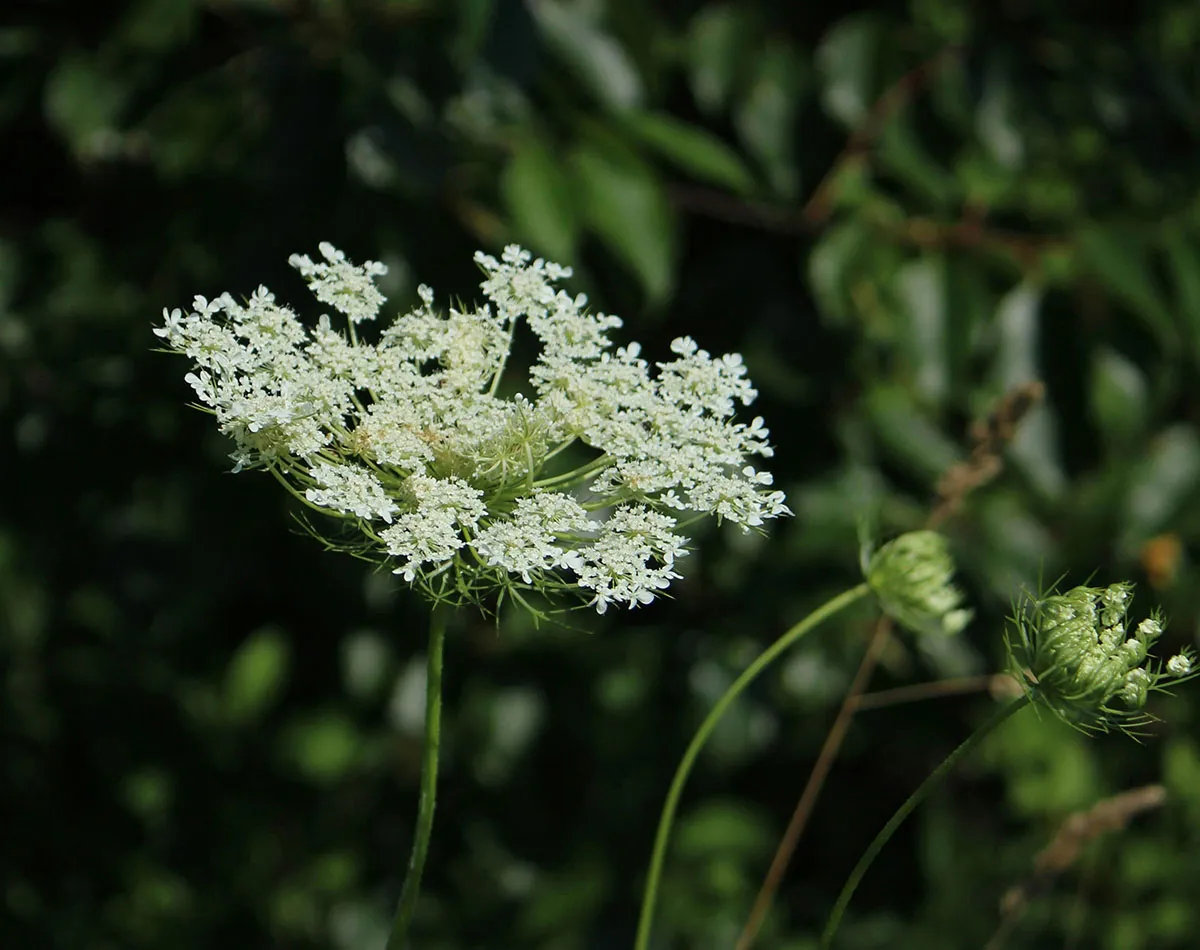 Edible Wild Plants